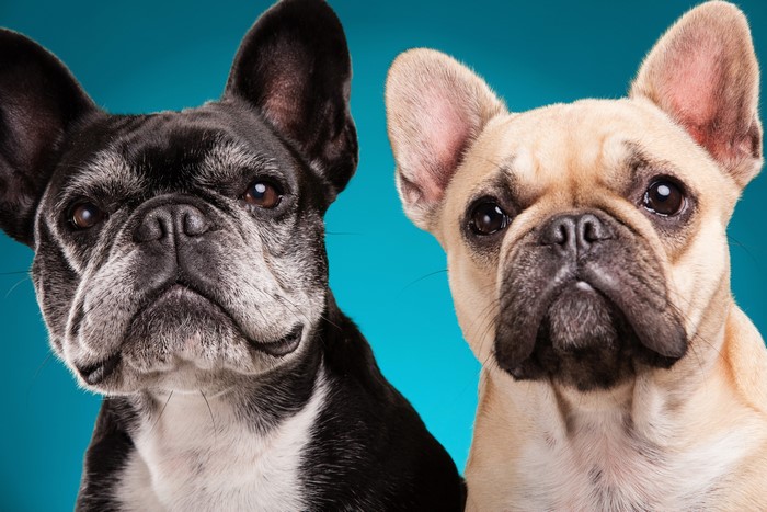 Two French Bulldogs on a Teal Background