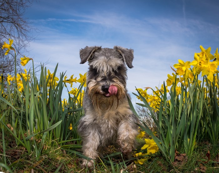 Miniature Schnauzer in Daffodils