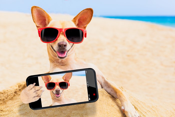 Chihuahua taking a selfie on the beach with sunglasses