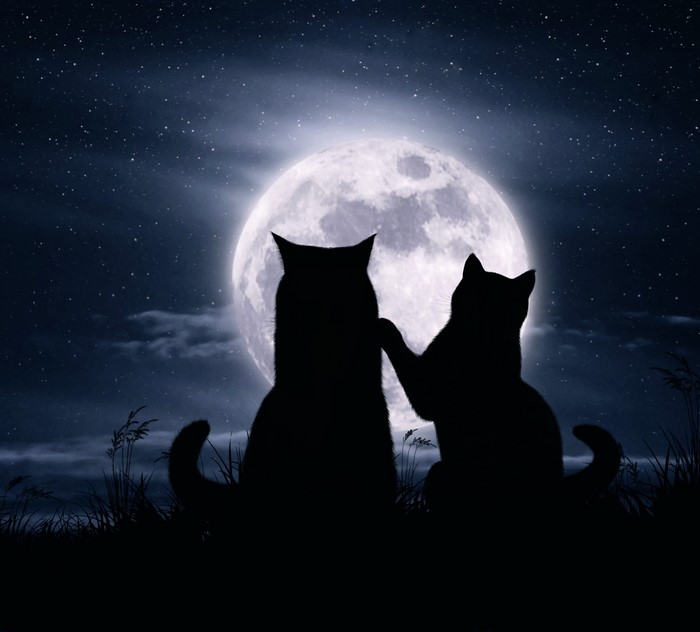 Two cats silhouetted against a full moon at night