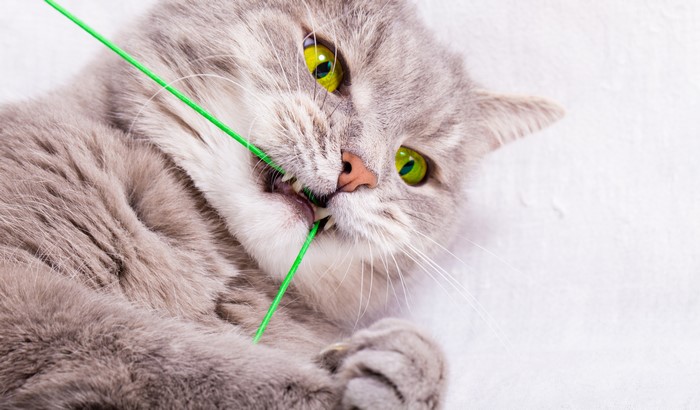 Cat playing with a green string