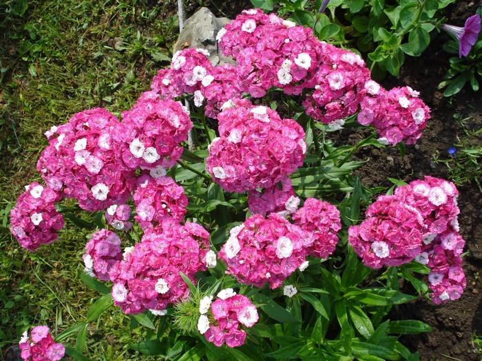 Pink and white Phlox flowers in a garden