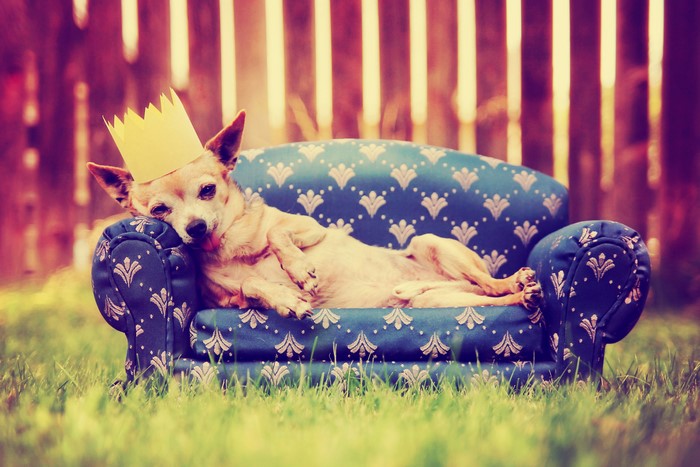 Chihuahua wearing a crown on a sofa