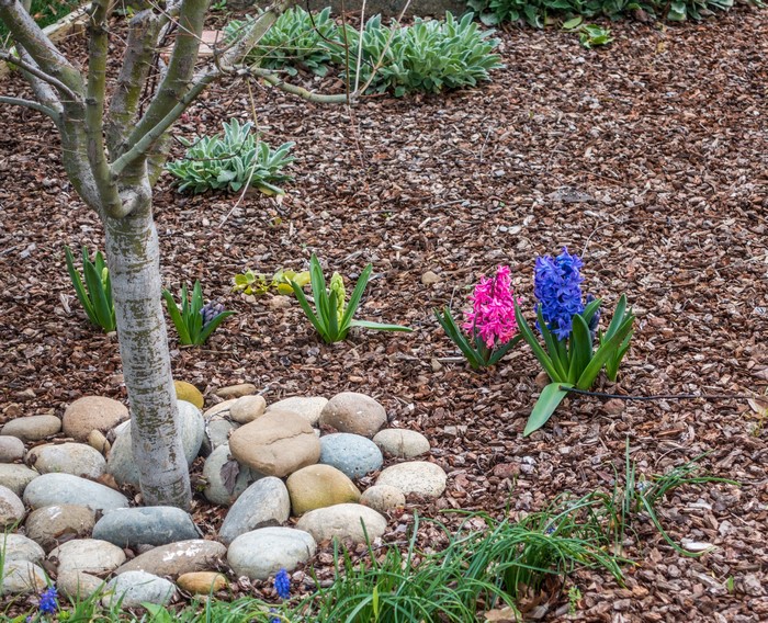 Hyacinths and stones near a tree trunk