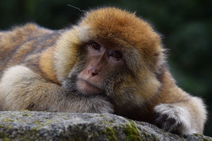 Barbary macaque resting on a rock