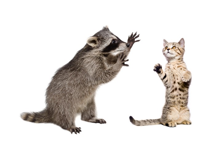 Raccoon and Cat Playful Interaction