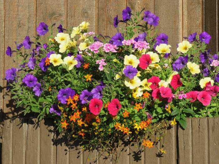Multicolor petunias in a wooden planter