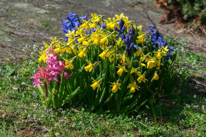 Daffodils and Hyacinths in a Garden