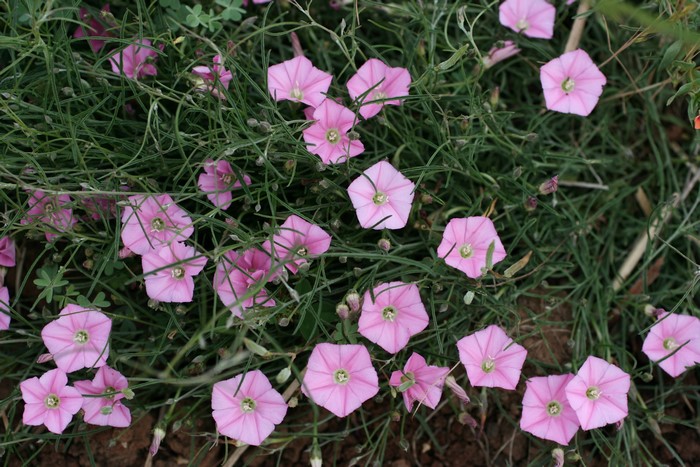 Pink Bindweed Flowers in Green Foliage