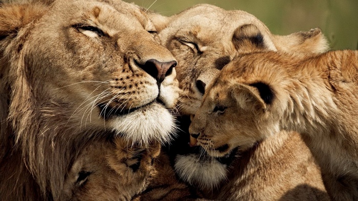 Lion family cuddling closely together