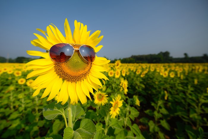 Sunflower wearing sunglasses in a field