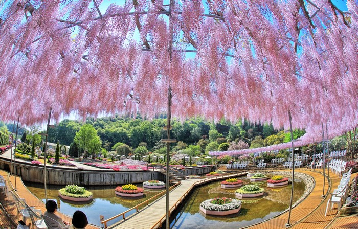 Park with a pond and pink wisteria in Japan