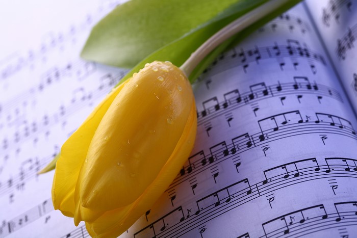 Yellow Tulip with Water Drops on Sheet Music