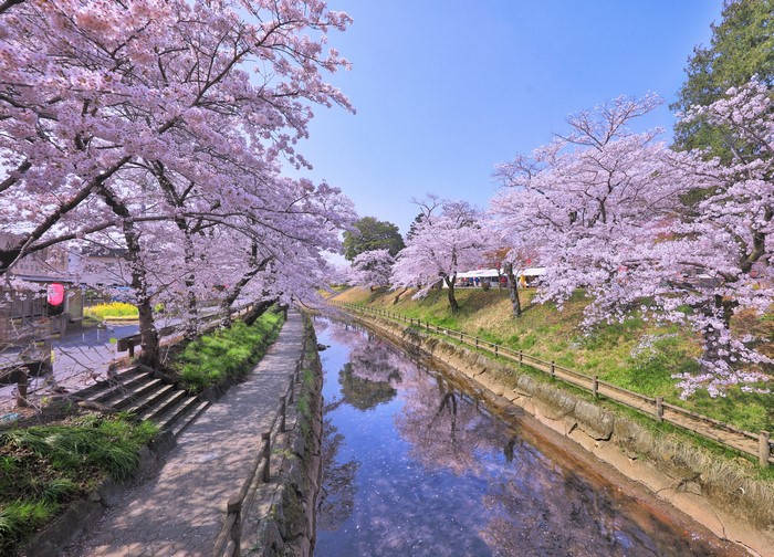 Sakura Trees Blooming Along Tokyo Canal