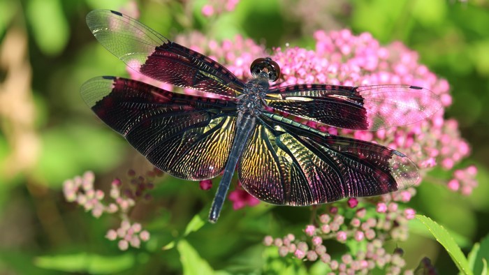 Dragonfly with colorful wings on pink flowers