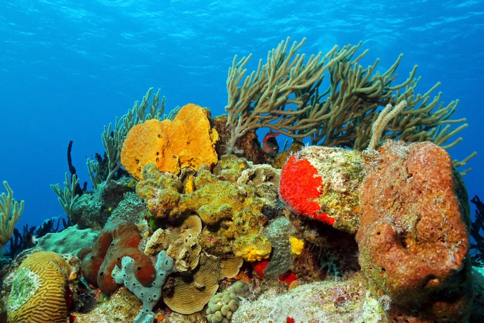 Underwater coral reef with various colorful corals and sponges