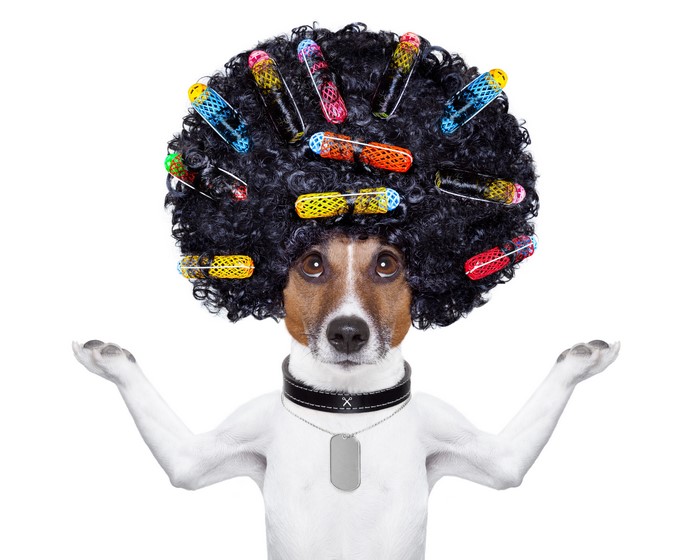 Jack Russell terrier with curly wig and rollers