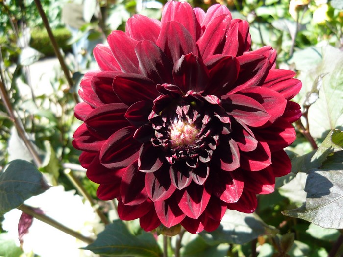 Close-up of a deep red Dahlia flower