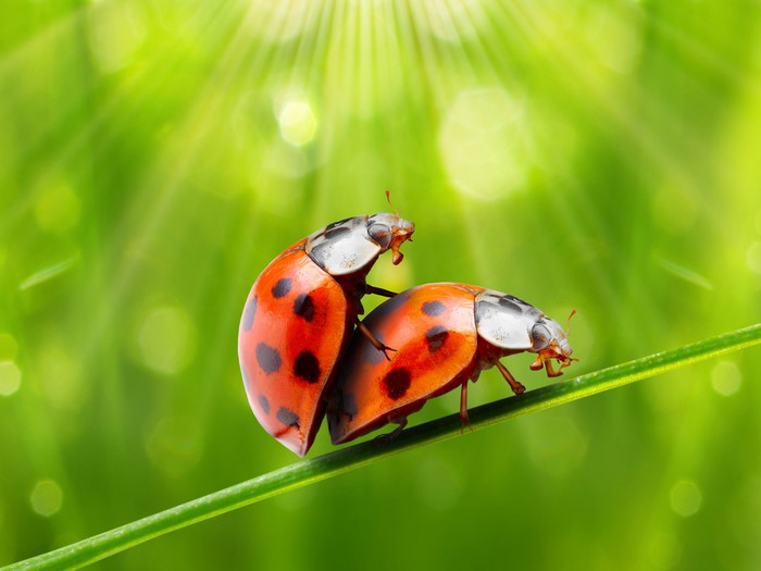 Two ladybugs on a blade of grass