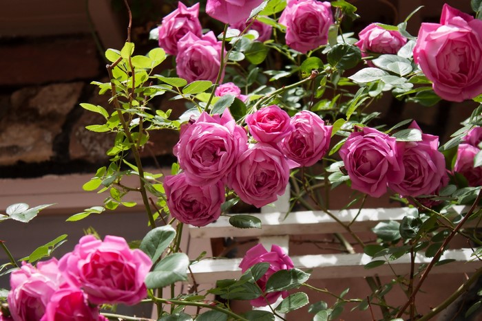 Pink roses climbing on a trellis