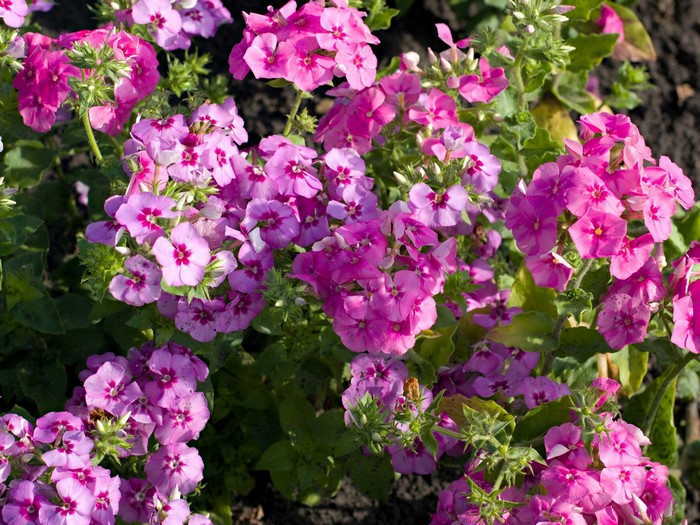 Pink Phlox flowers in bloom