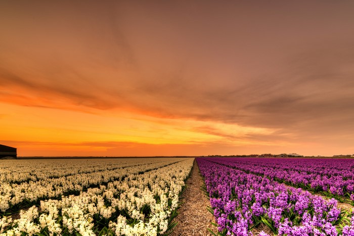 Fields of Hyacinths in the Netherlands at Sunset