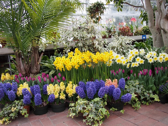 Hyacinths, Daffodils, and Tulips in a Garden