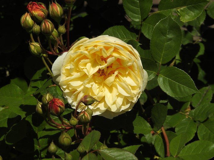 Yellow Rose and Buds