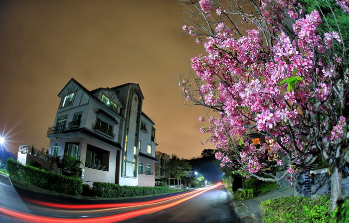 Night view of a house and cherry blossoms in Taiwan