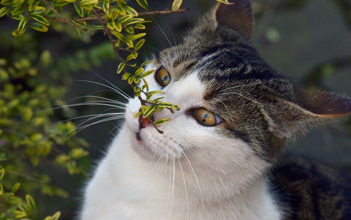 Cat smelling a plant