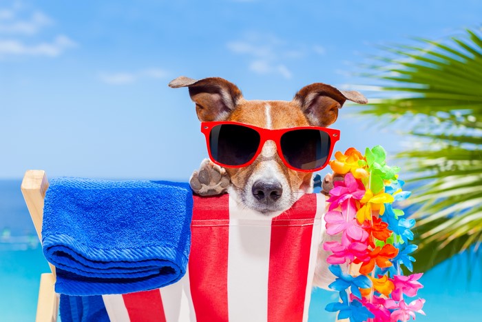 Jack Russell terrier wearing sunglasses on a beach chair