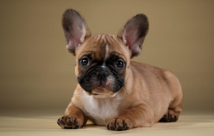 French Bulldog puppy lying down