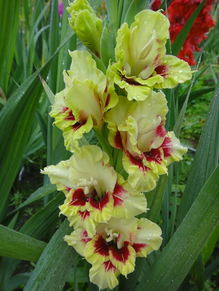 Close-up of yellow and red gladiolus flowers