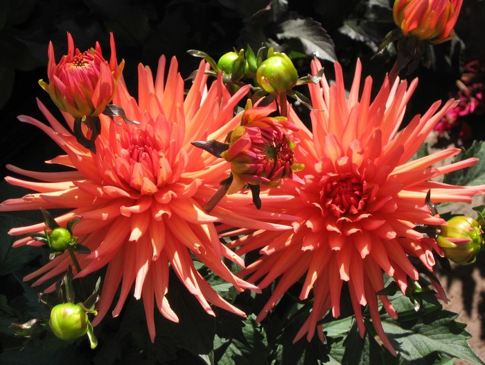 Two orange dahlias with buds
