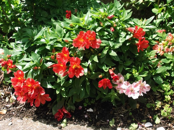 Red and pink Alstroemeria flowers in a garden
