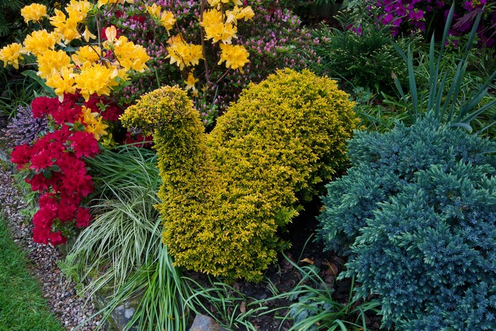 Vibrant Garden Shrubs in Walsall, England