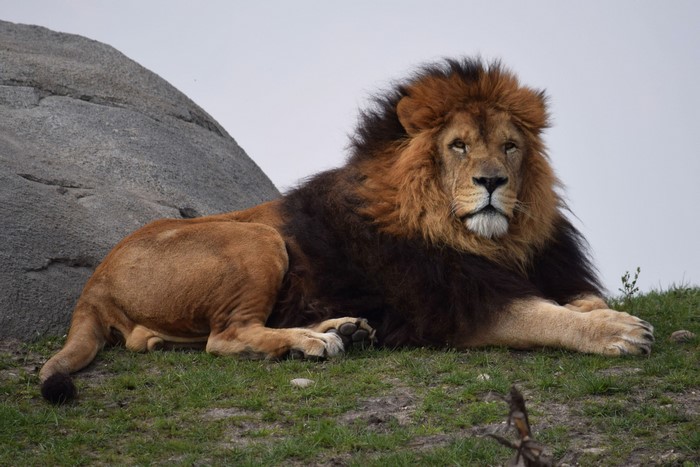 Majestic Lion Resting on Grass
