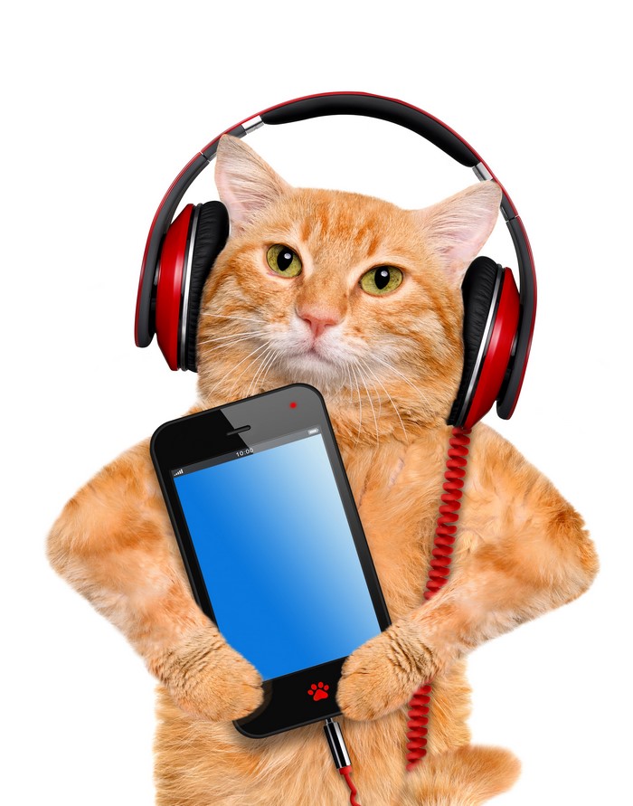 Ginger cat wearing headphones holding a smartphone