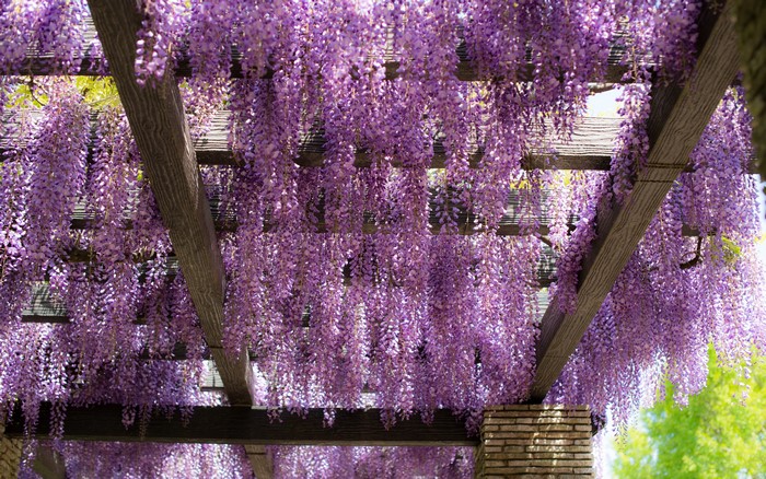 4K Wisteria flowers hanging from a wooden pergola