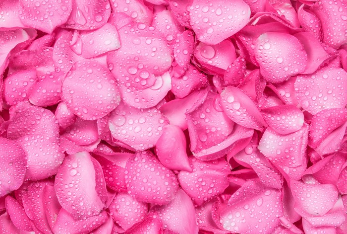 Pink Rose Petals with Water Drops