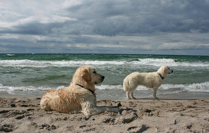 Two dogs on a sandy beach with waves