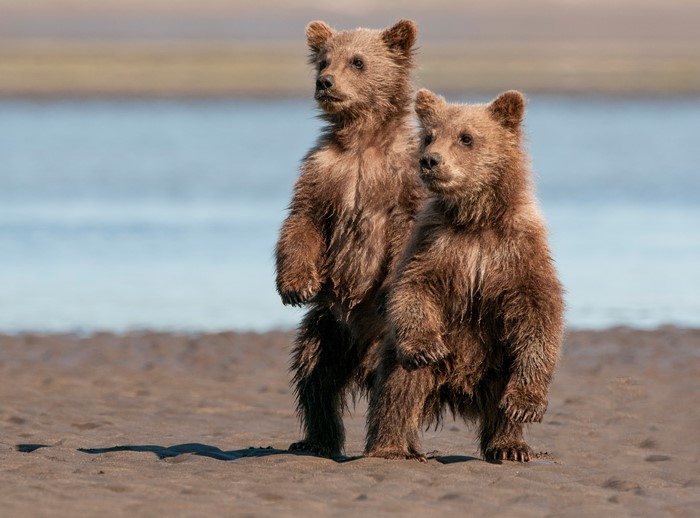 Two brown bear cubs standing on a sandy shore