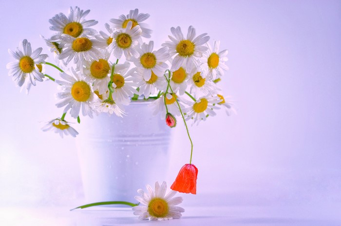 Bouquet of daisies and a poppy in a bucket