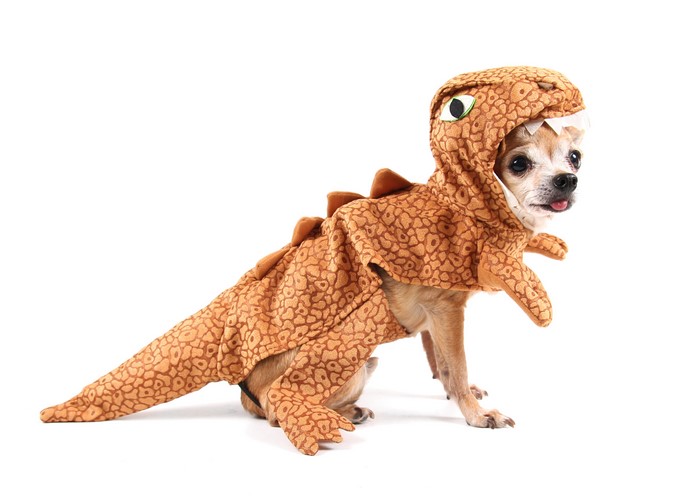 Chihuahua dog in a dinosaur costume