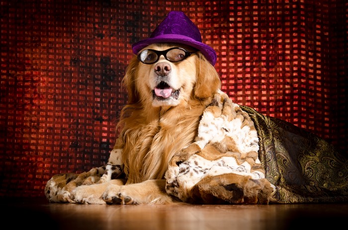 Golden Retriever Dog Wearing Hat and Glasses