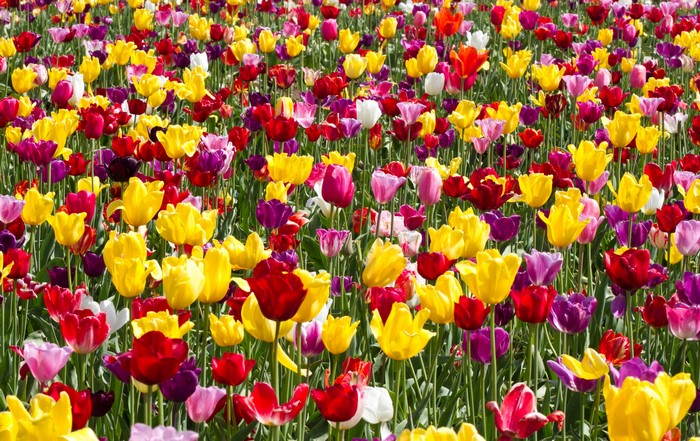 Field of Multicolor Tulips