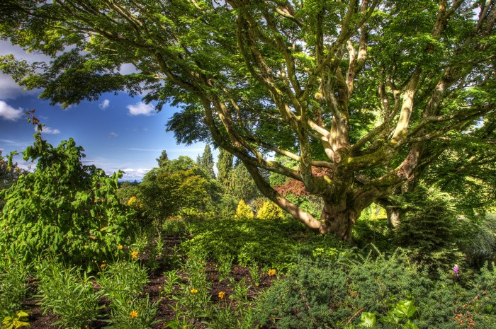 Queen Elizabeth Park with large tree and garden