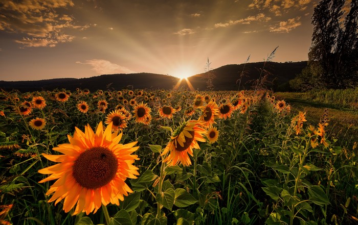 Field of Sunflowers at Sunset