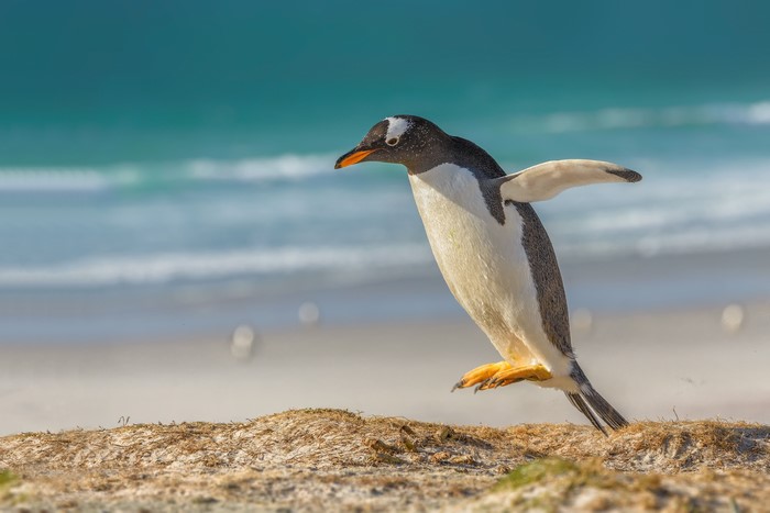 Gentoo penguin jumping on a beach