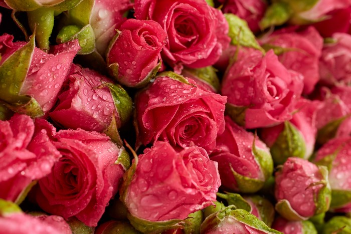 Pink Roses with Water Drops